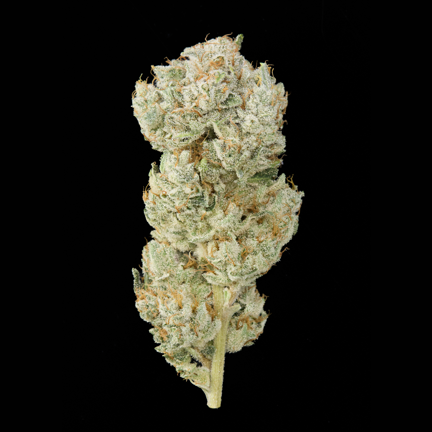 Alfa Gorilla Glue #4 flor seca