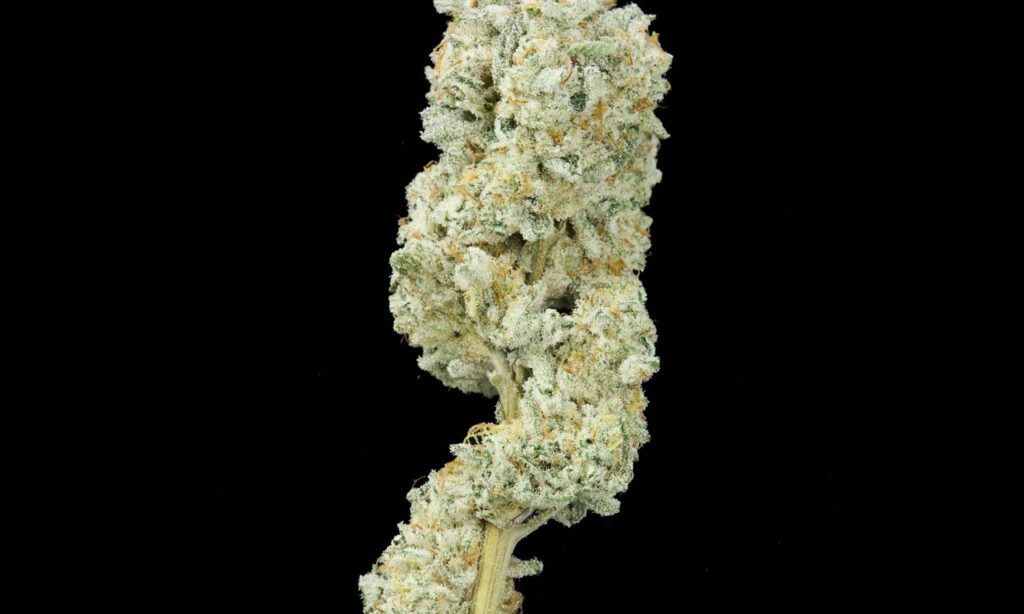 Flor seca Alfa Cereal Milk