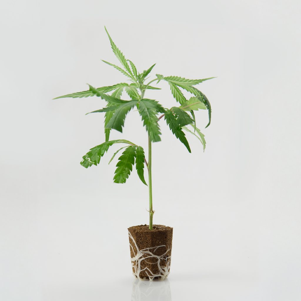 Esqueje Super Lemon Haze AlfaClon
