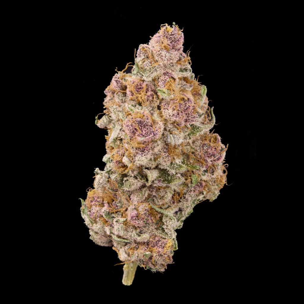 Lemon Cherry Gelato AlfaClon con Sunset Sherbet en su linaje