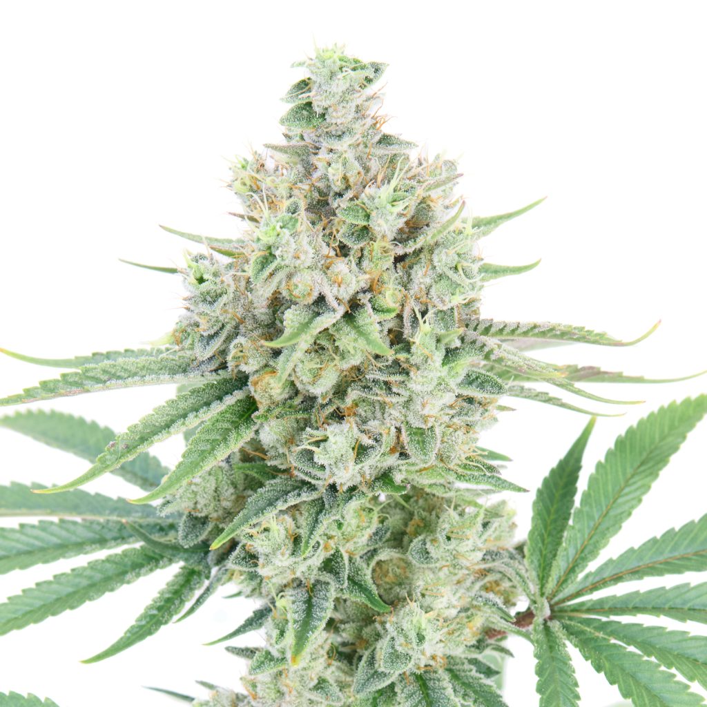 Detalle Gorilla Glue 4 AlfaClon