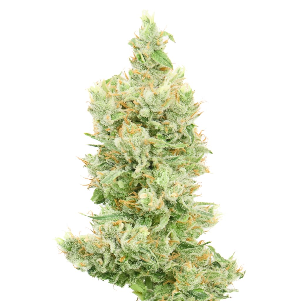 Super Lemon Haze AlfaClon con terpinoleno y ocimeno