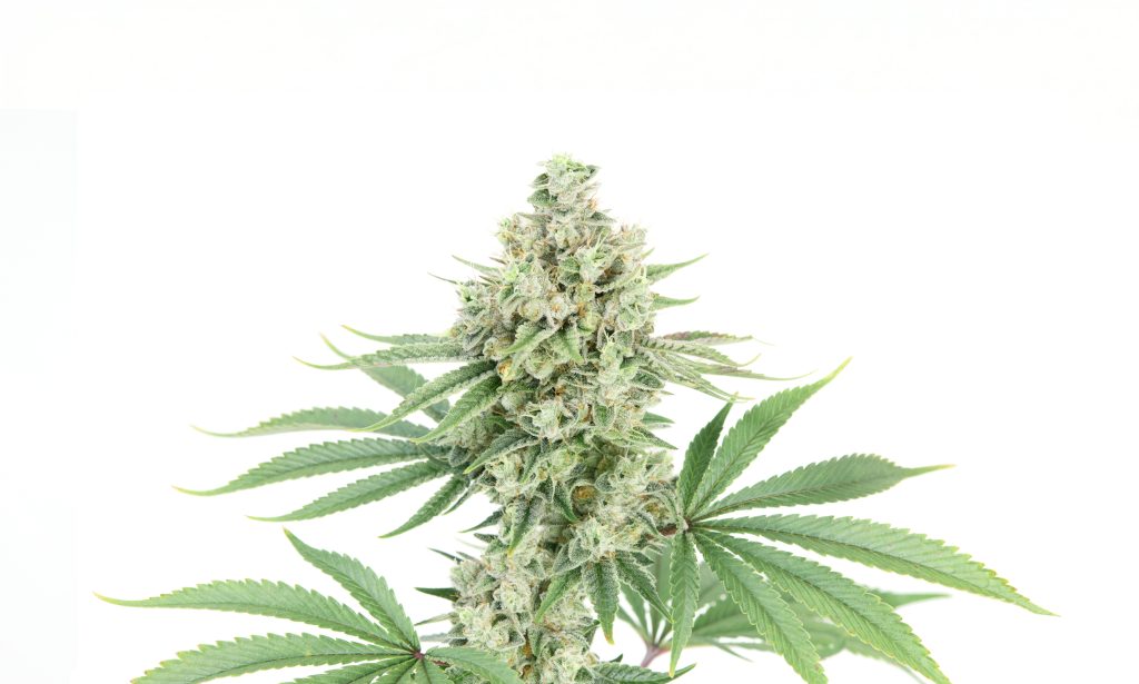 Gorilla Glue 4 AlfaClon para club cannabico