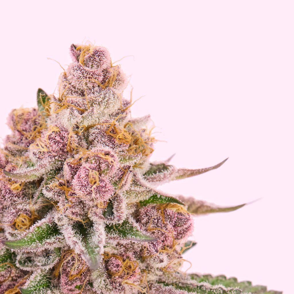 Perfil dulce y citrico de Lemon Cherry Gelato