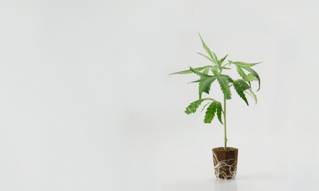 Super Lemon Haze AlfaClon como salida de Super Silver Haze y Lemon Skunk