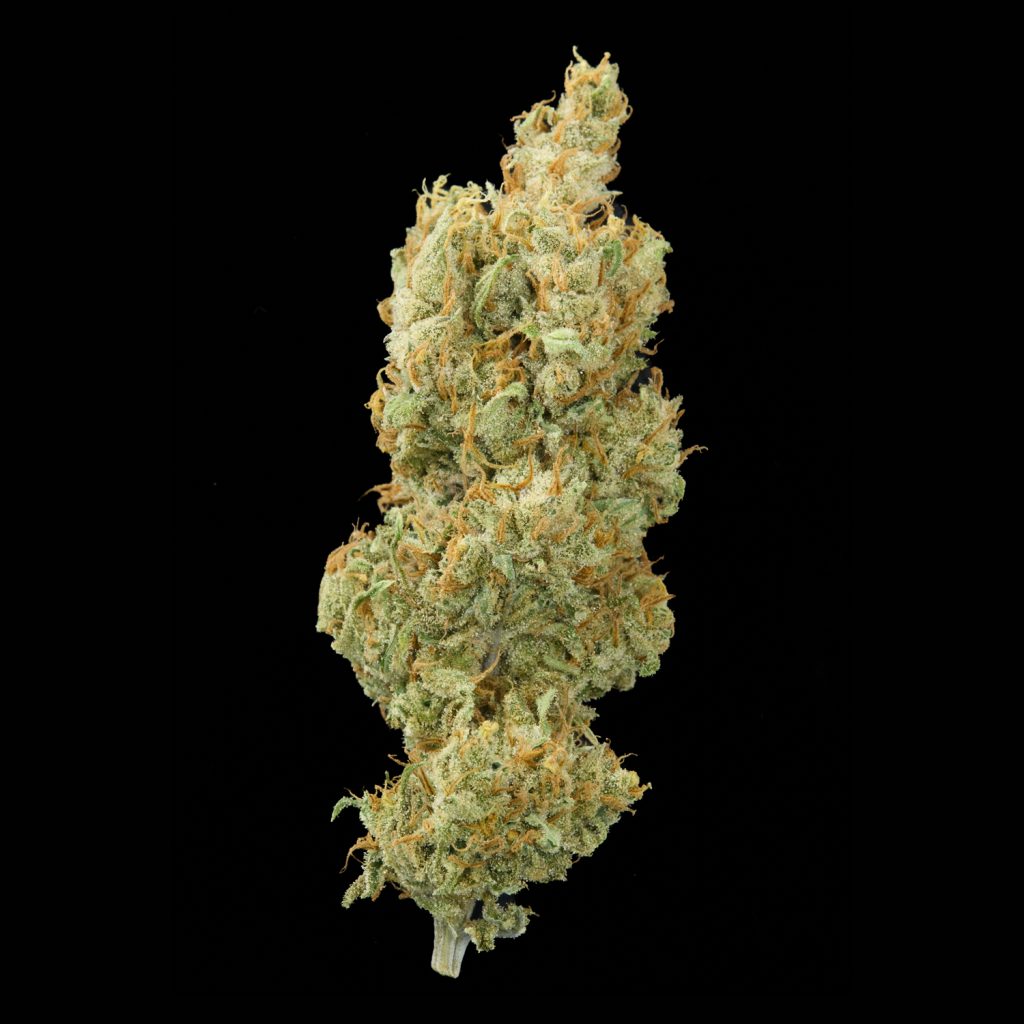 Super Lemon Haze AlfaClon variedad con historia de Cannabis Cup