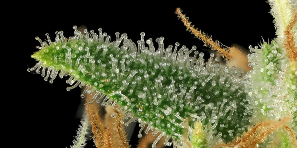 Tricomas para explicar analisis de cannabinoides y terpenos