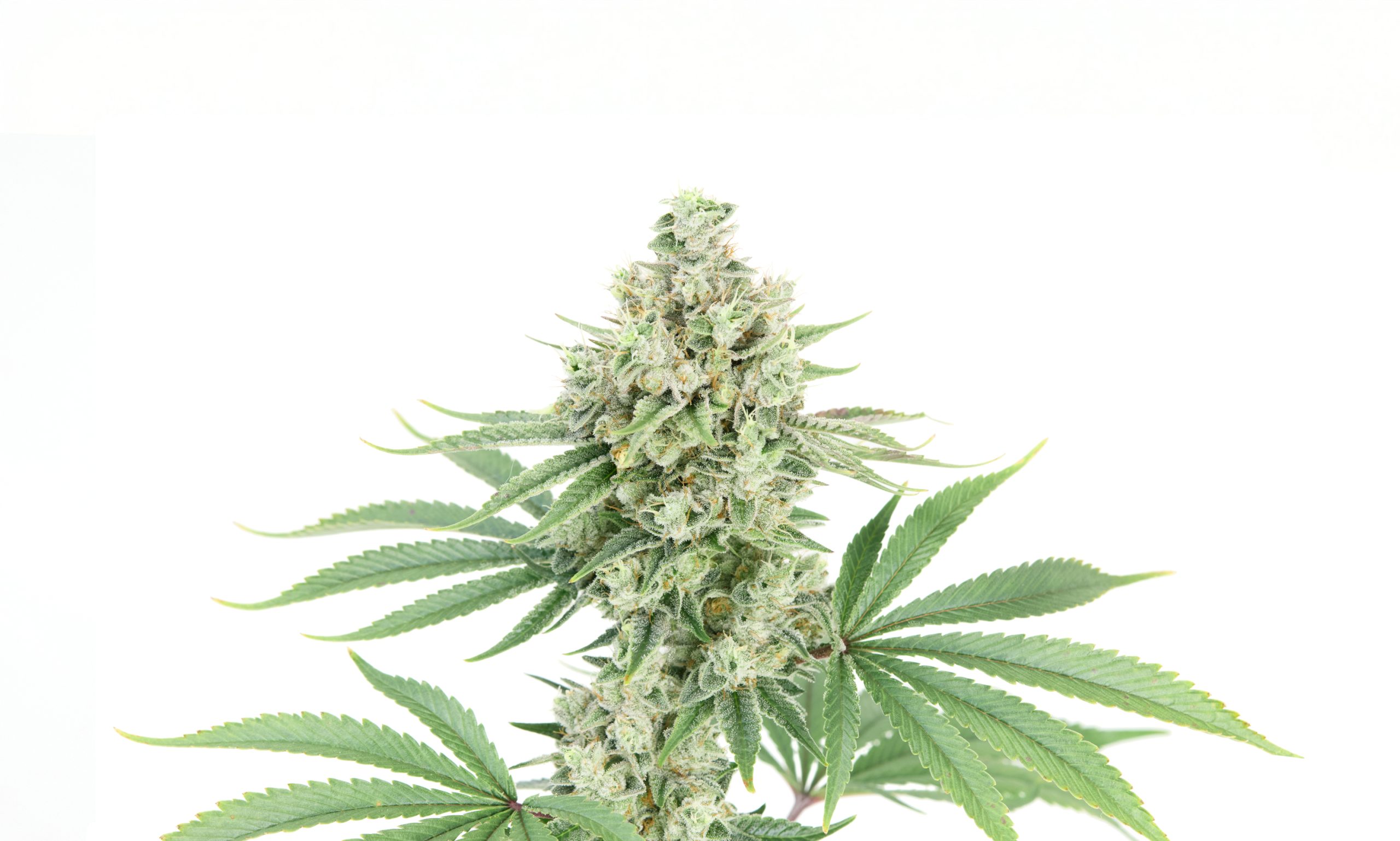 Alfa Gorilla Glue #4 planta entera documentada