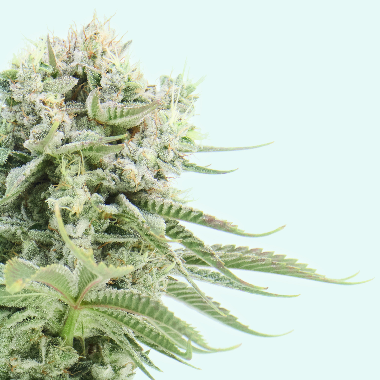 Perfil aromático Alfa Gorilla Glue #4