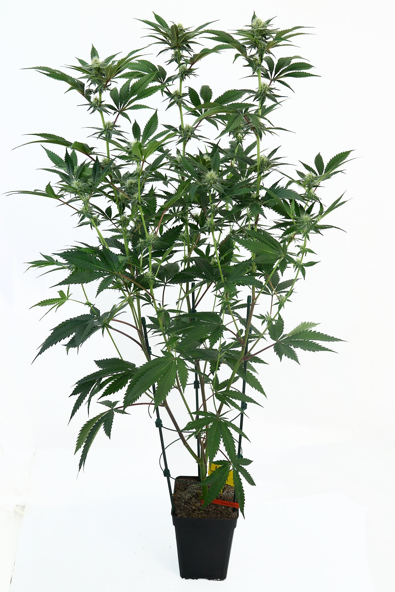 1 mes de floración
