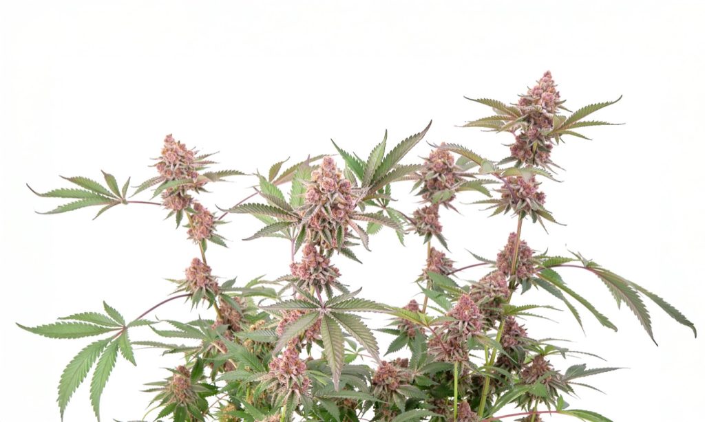 Alfa Lemon Cherry Gelato